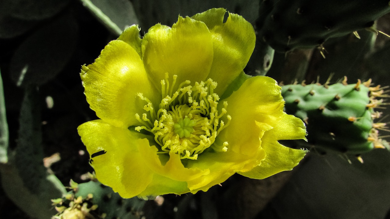 prickly pear flower yellow free photo