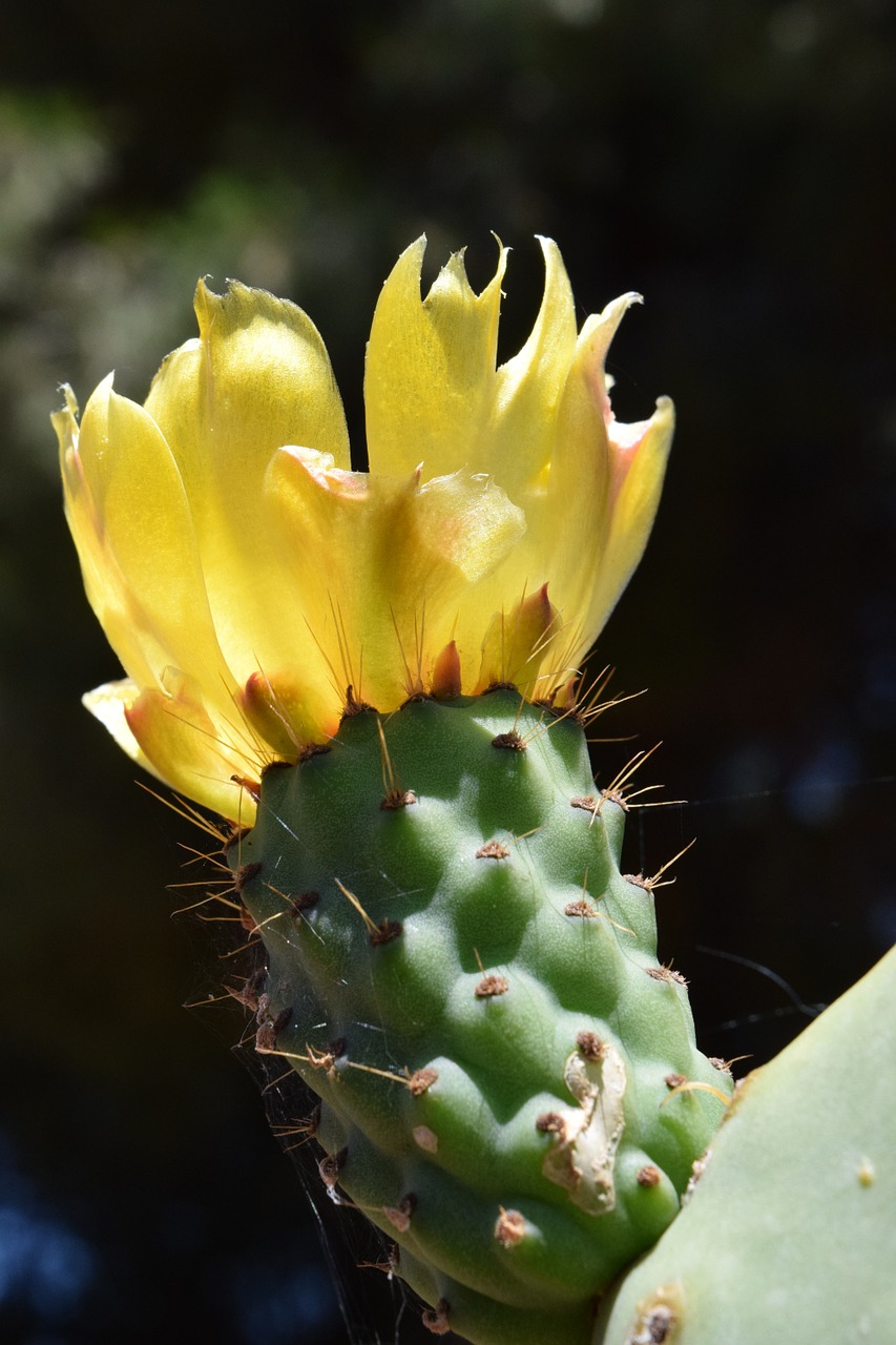prickly pear blossom bloom free photo