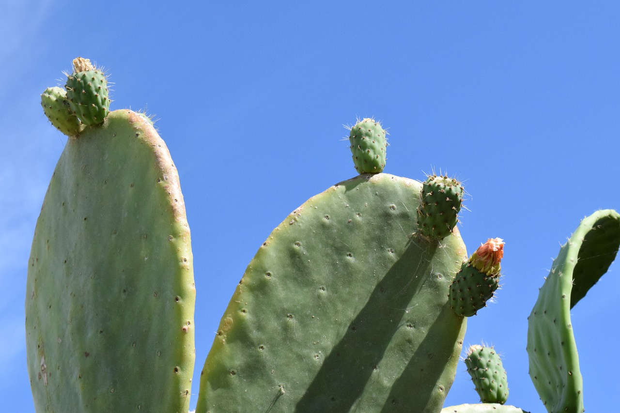 prickly pear cactus spur free photo