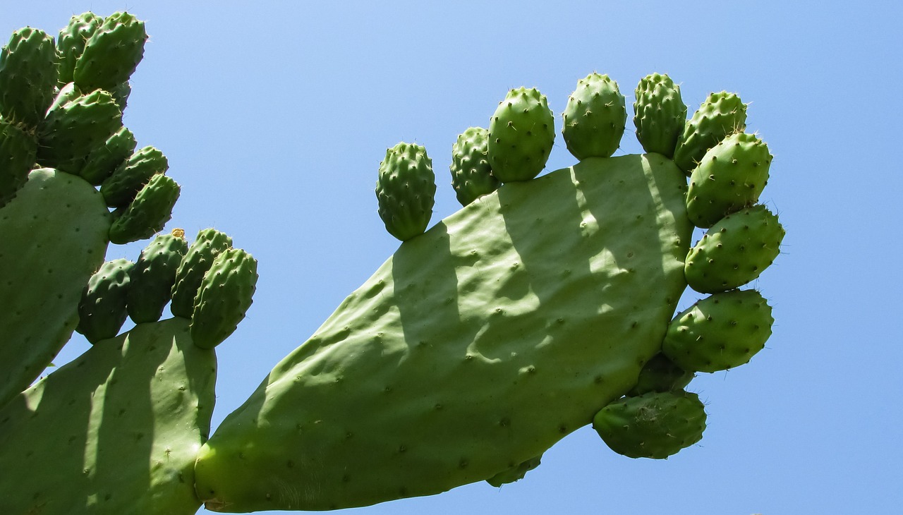 prickly pear plant cactus free photo
