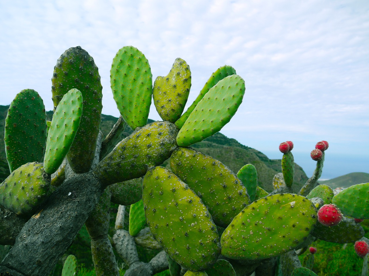 prickly pear opuntia succulent free photo