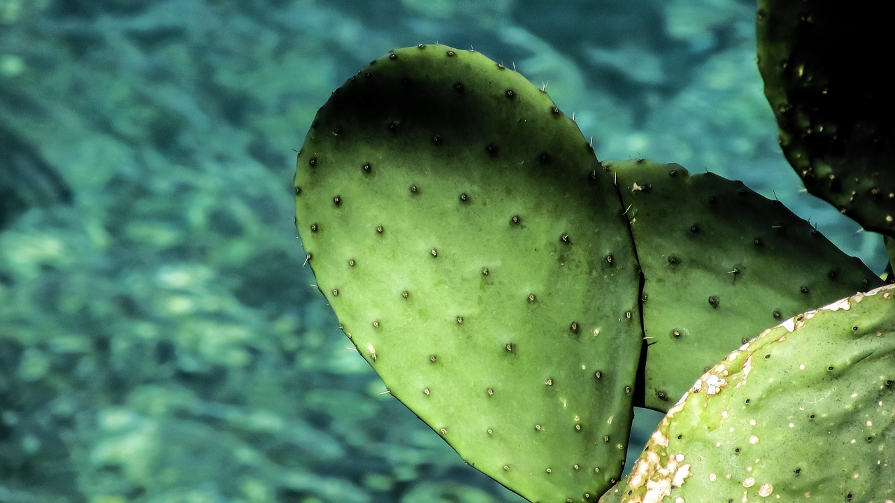 prickly pear cactus leaf free photo