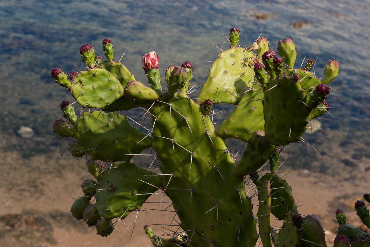 prickly pear plant succulent plant free photo