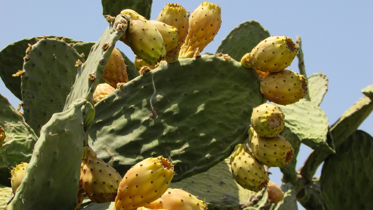 prickly pear cactus nature free photo