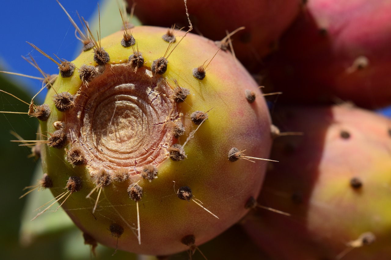 prickly pear fruit cactus free photo