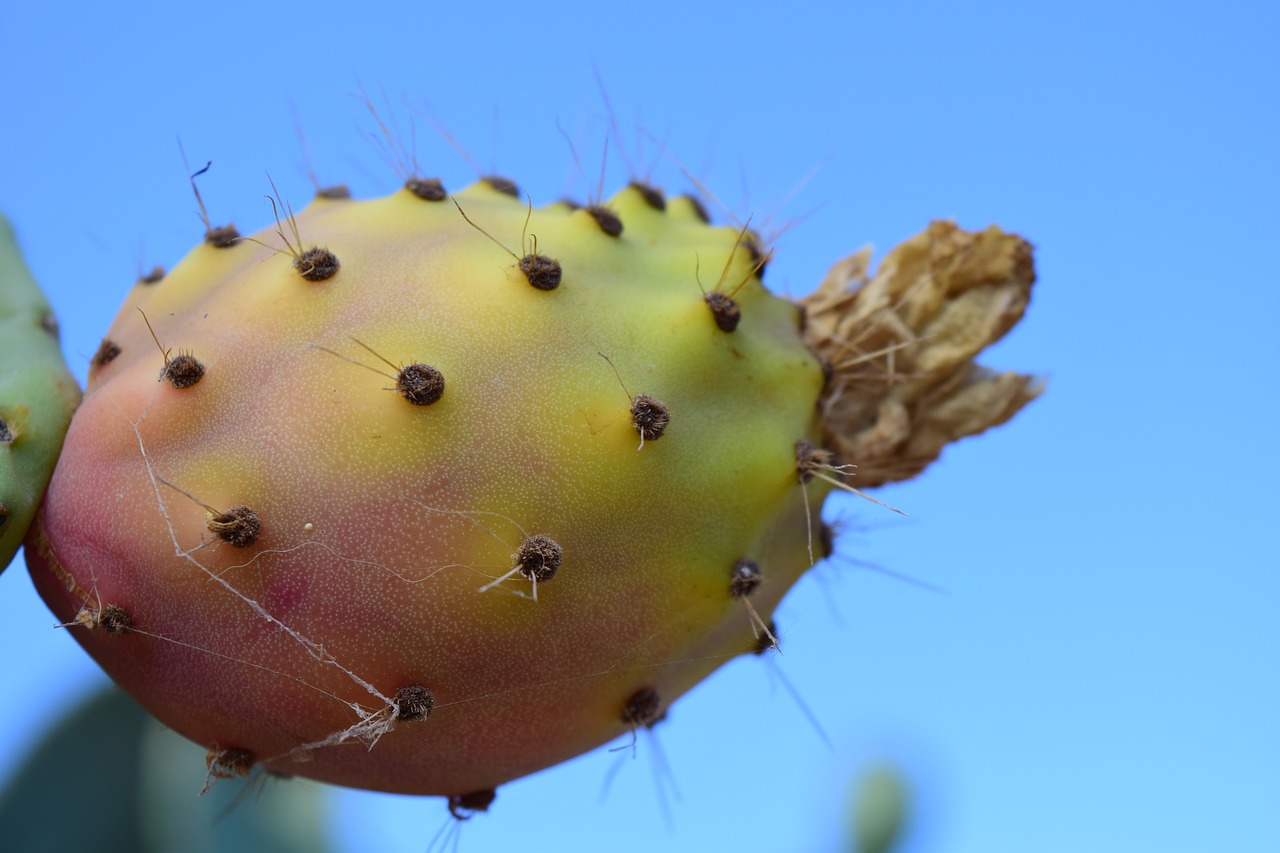 prickly pear fruit cactus free photo