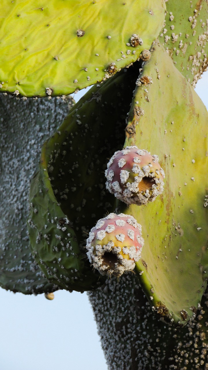 prickly pear plant cactus free photo