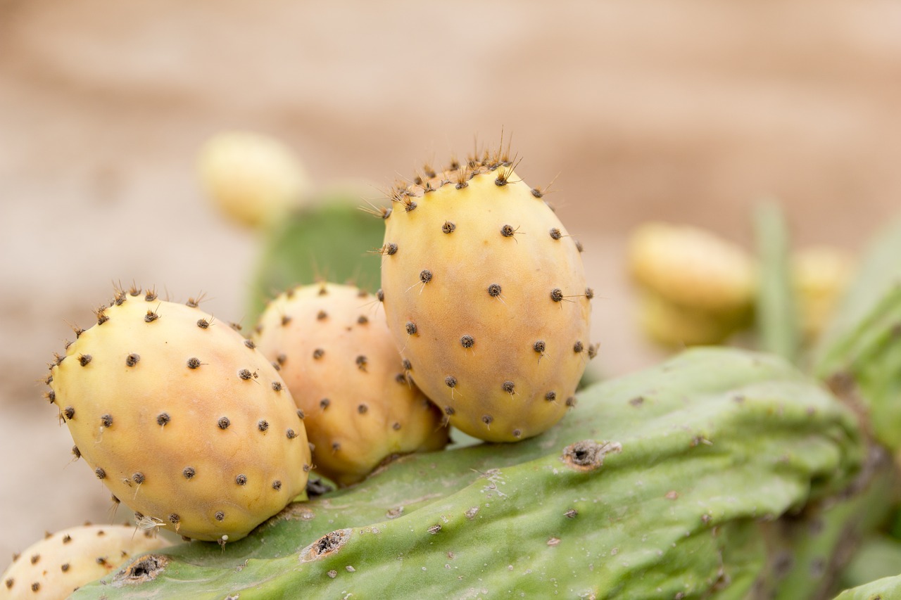 prickly pear sweet thorns free photo