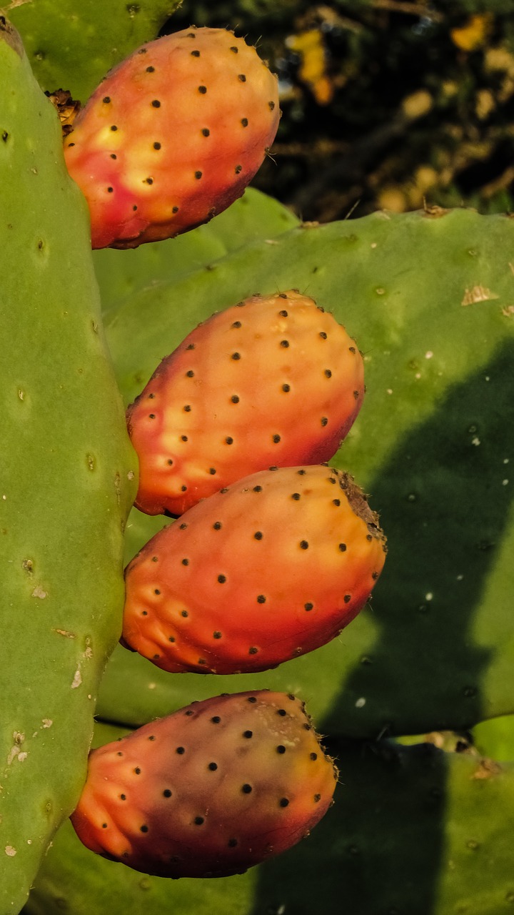 prickly pear plant cactus free photo