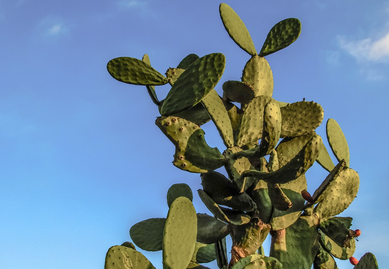 prickly pear plant cactus free photo