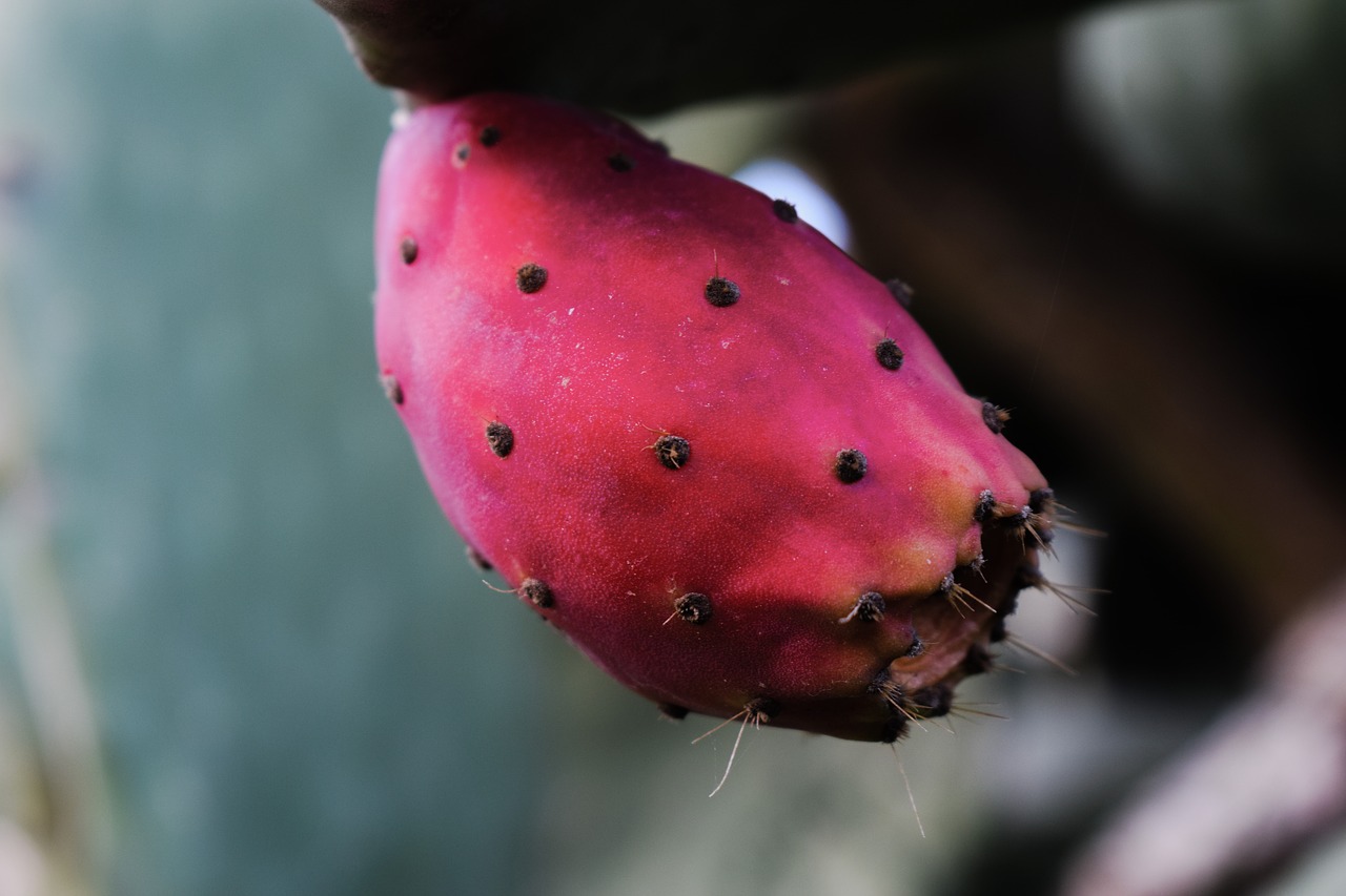 prickly pear fruit plant free photo