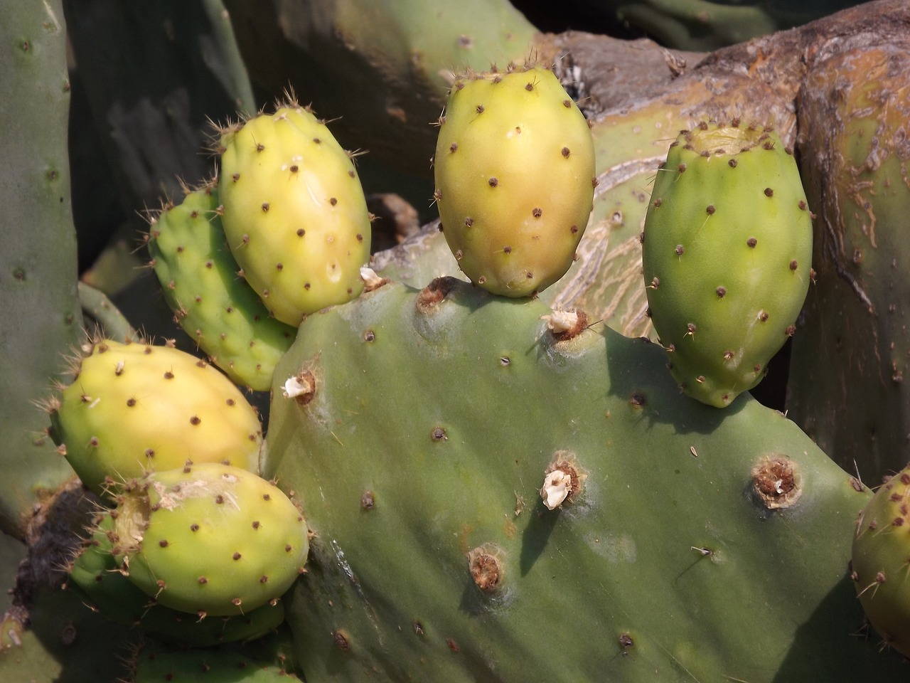 prickly pear cactus fruit fruit free photo