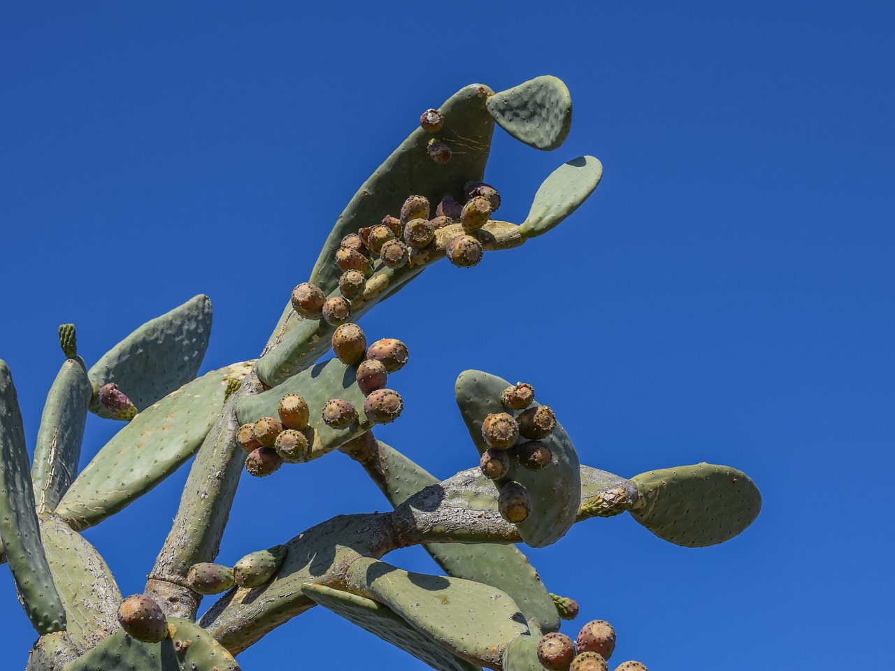 prickly pear plant cactus free photo