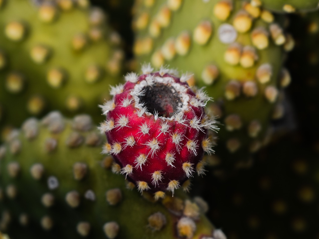 prickly pear plant cactus free photo