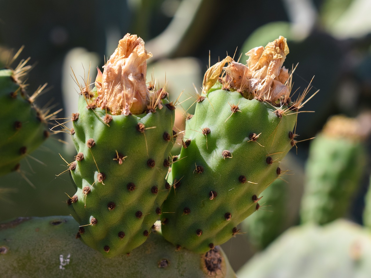 prickly pear plant cactus free photo