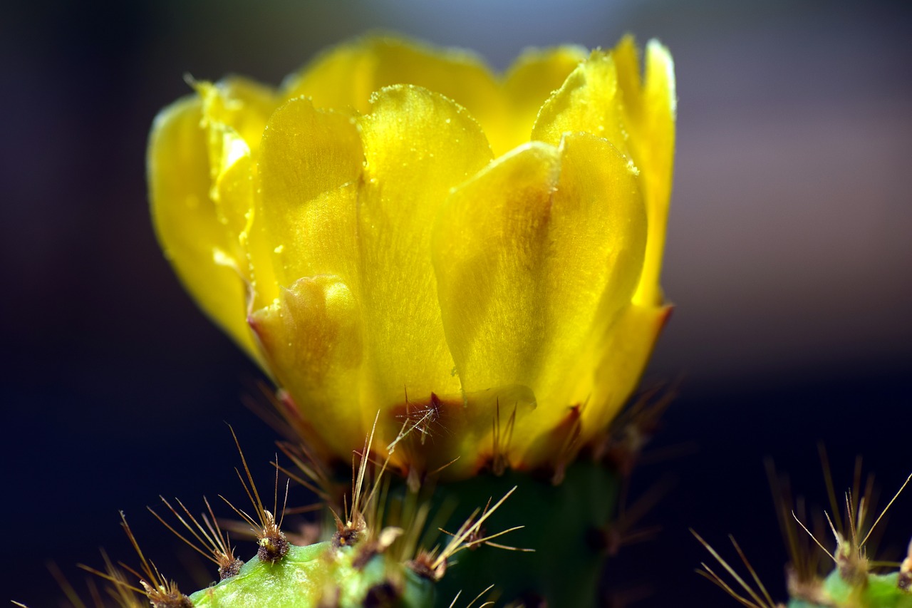 prickly pear cactus blossom yellow free photo