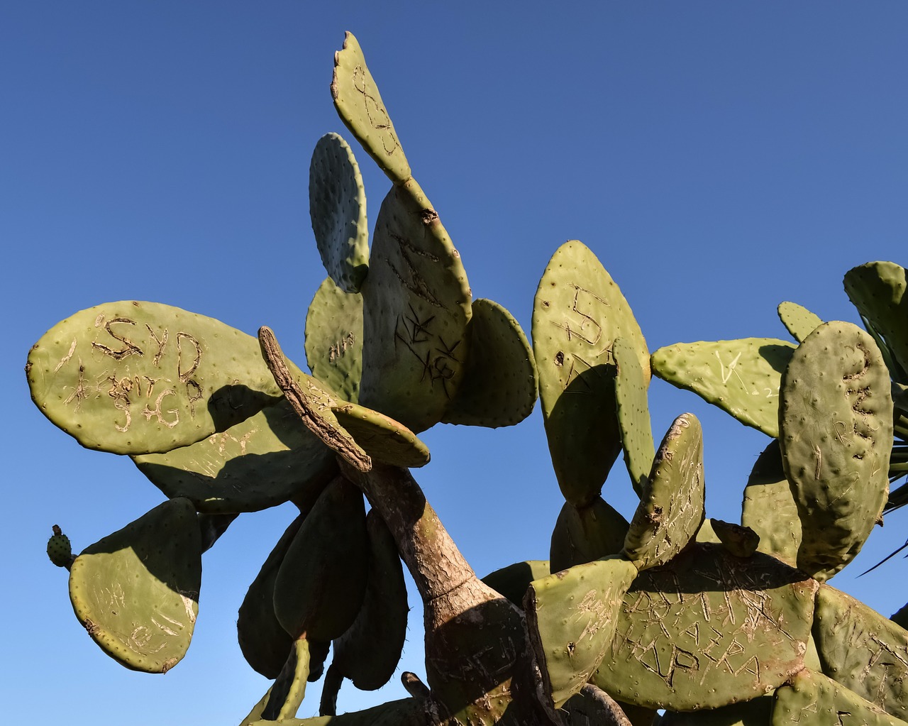 prickly pear plant cactus free photo