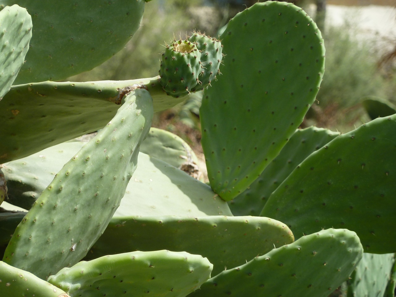 prickly pear cactus malta free photo