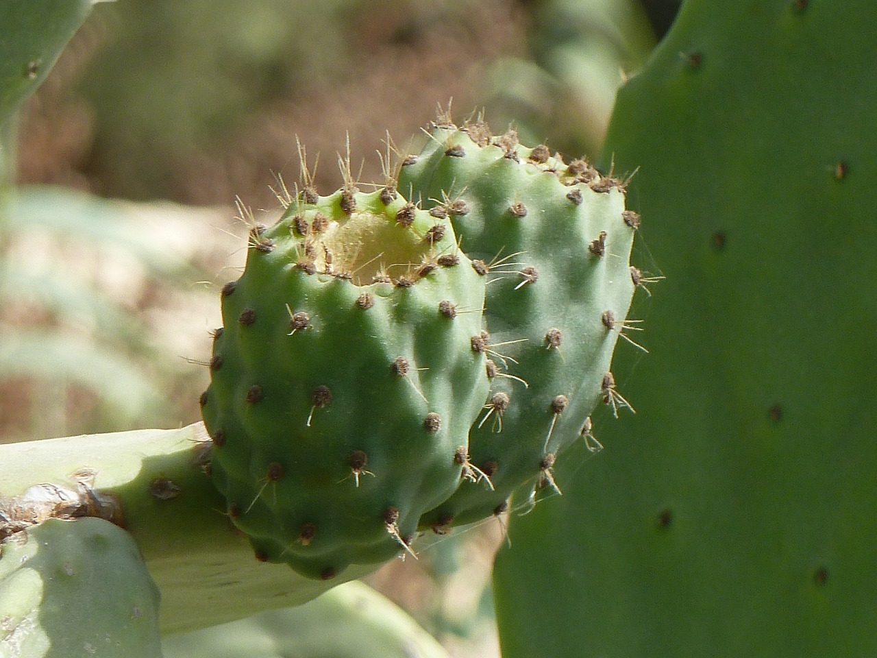 prickly pear cactus malta free photo