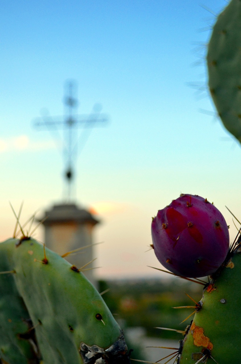 prickly pear cross sunset free photo