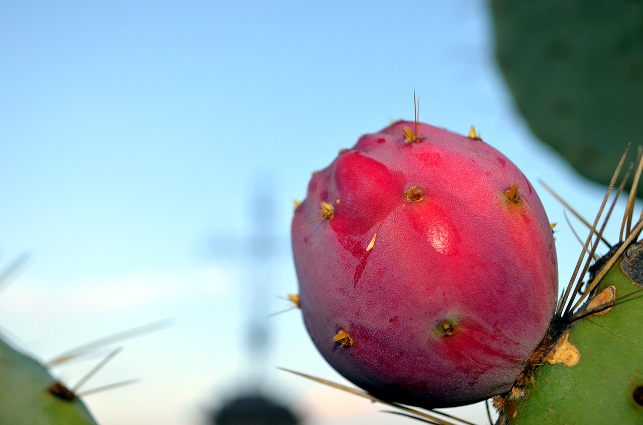 prickly pear cross salento free photo