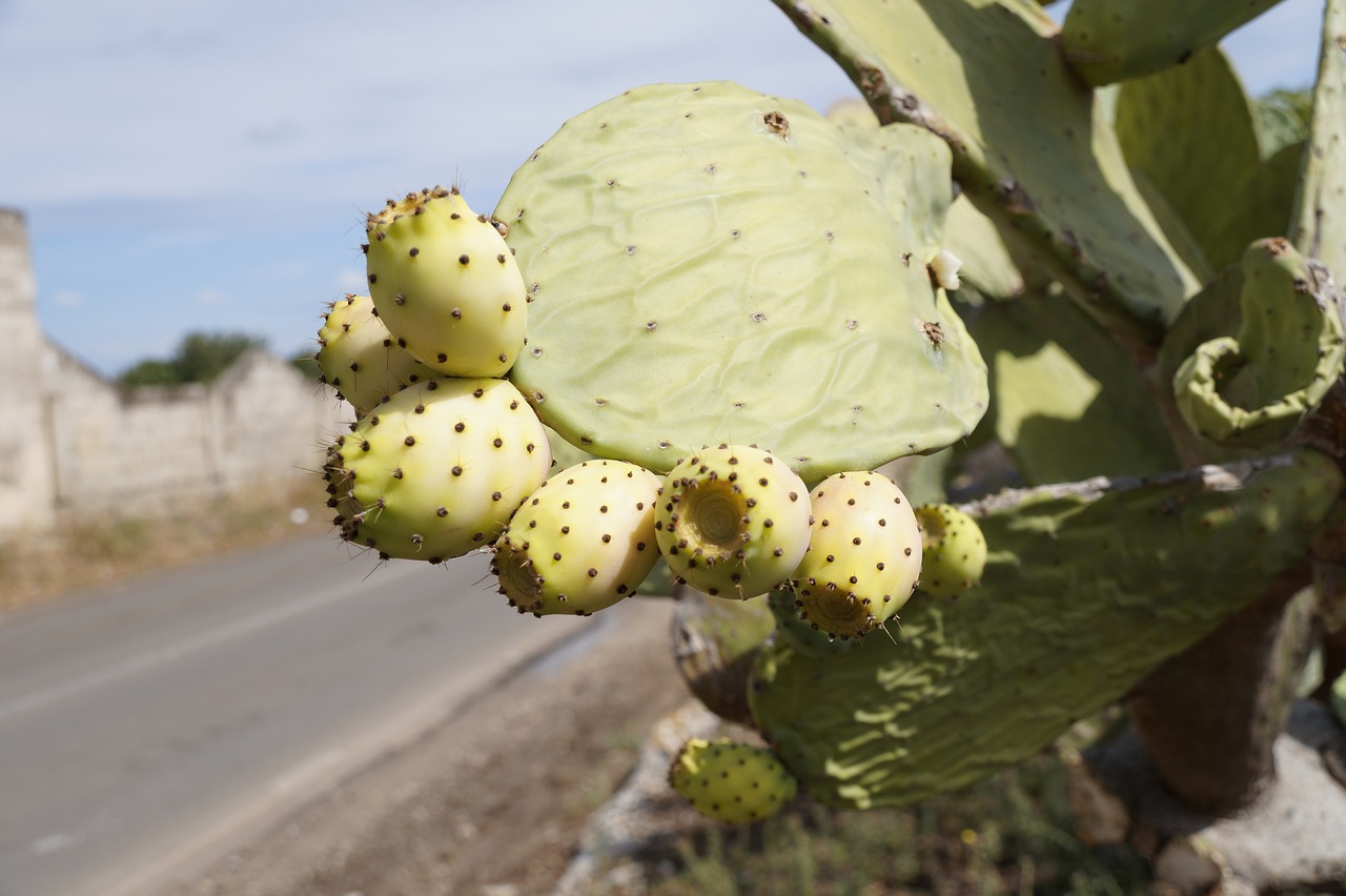 prickly pear cactus fruit plant free photo
