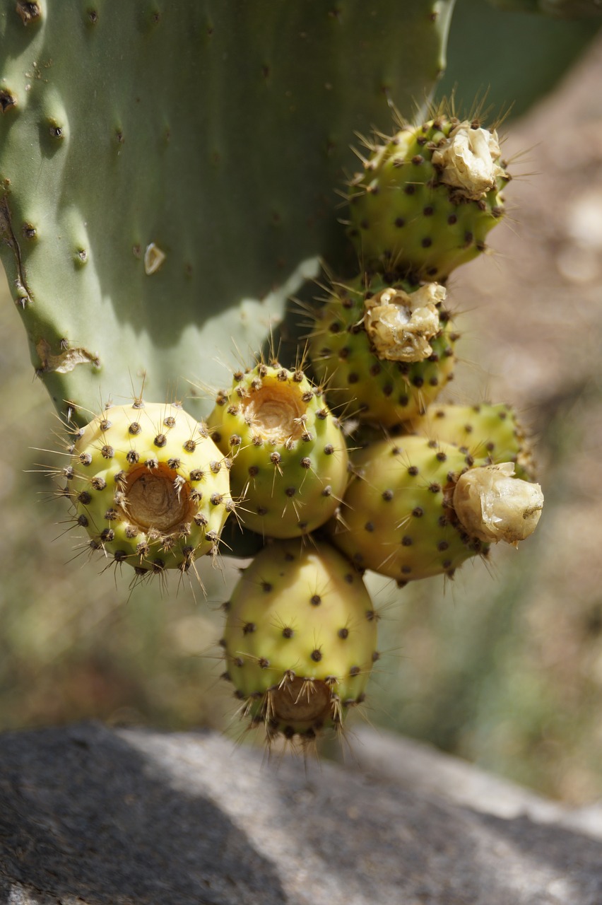 prickly pear cactus fruit fruit free photo