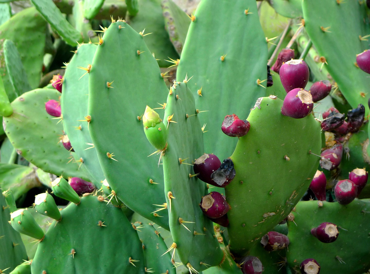 prickly pear cactus cactus fruit free photo