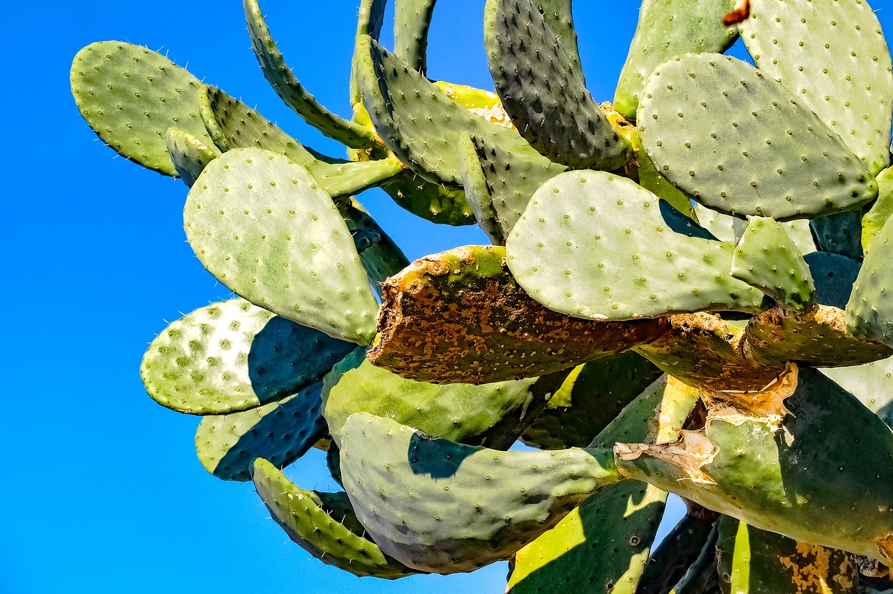 prickly pear cactus fatty plant free photo
