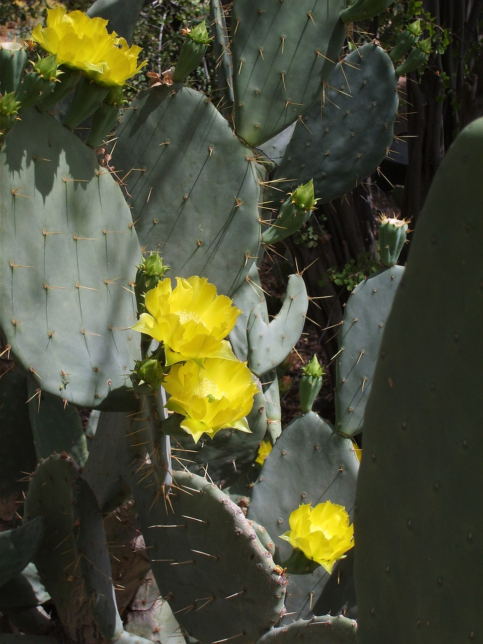 prickly pear flowers cactus free photo