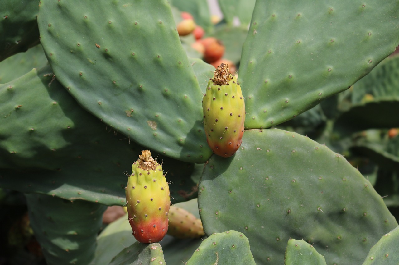 prickly pear opuntia ficus indica cactus free photo