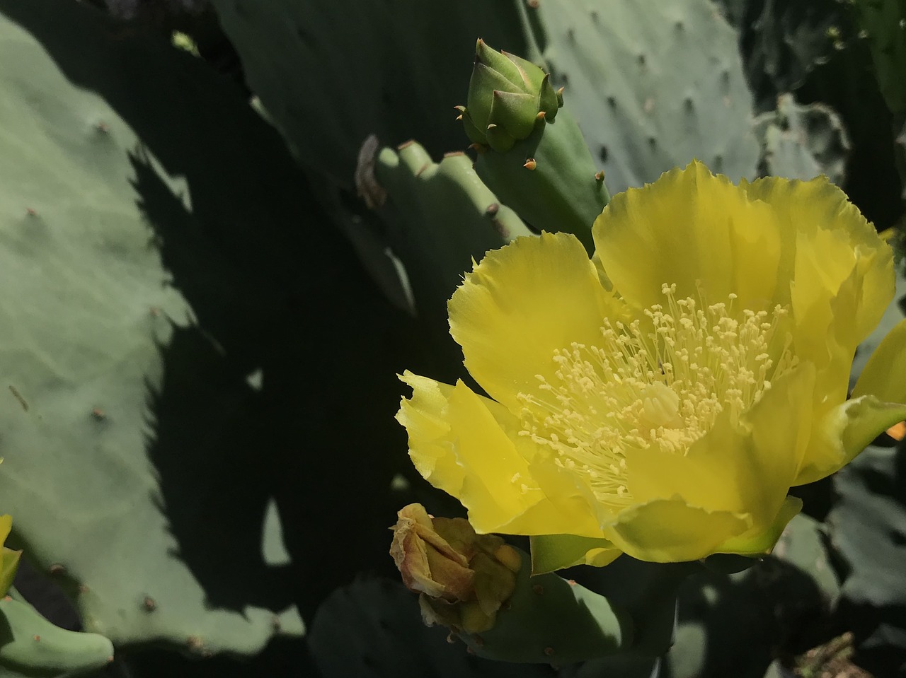 prickly pear  cactus  yellow flower free photo