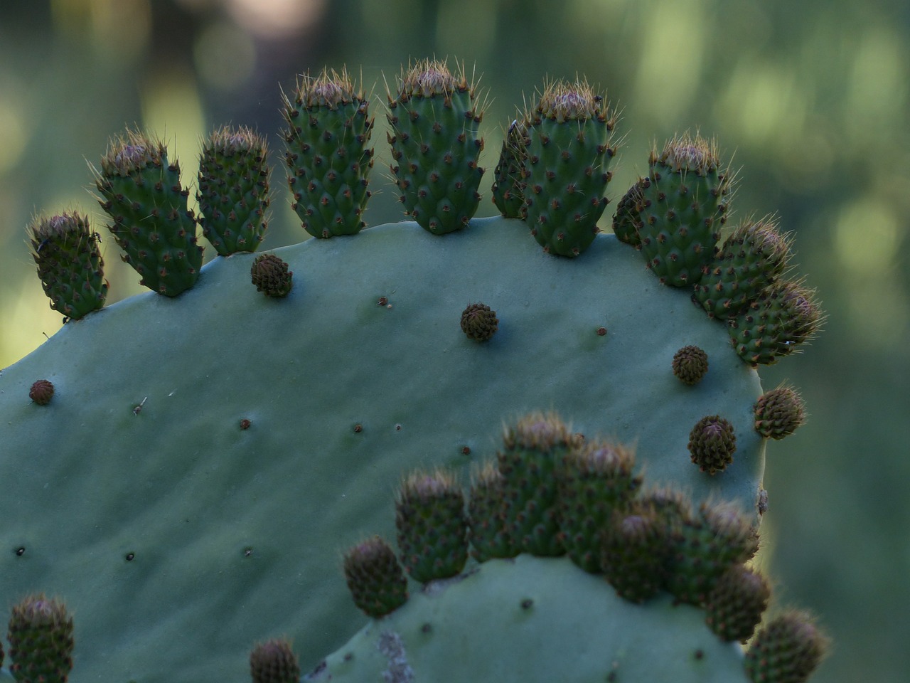 prickly pear cactus prickly free photo