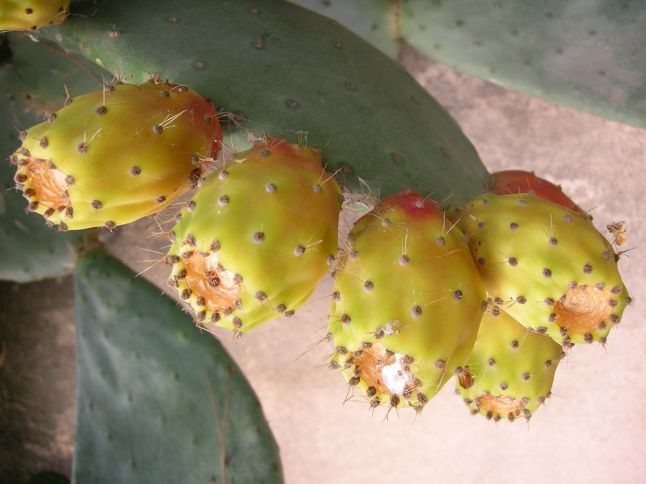 prickly pear cactus fruit free photo