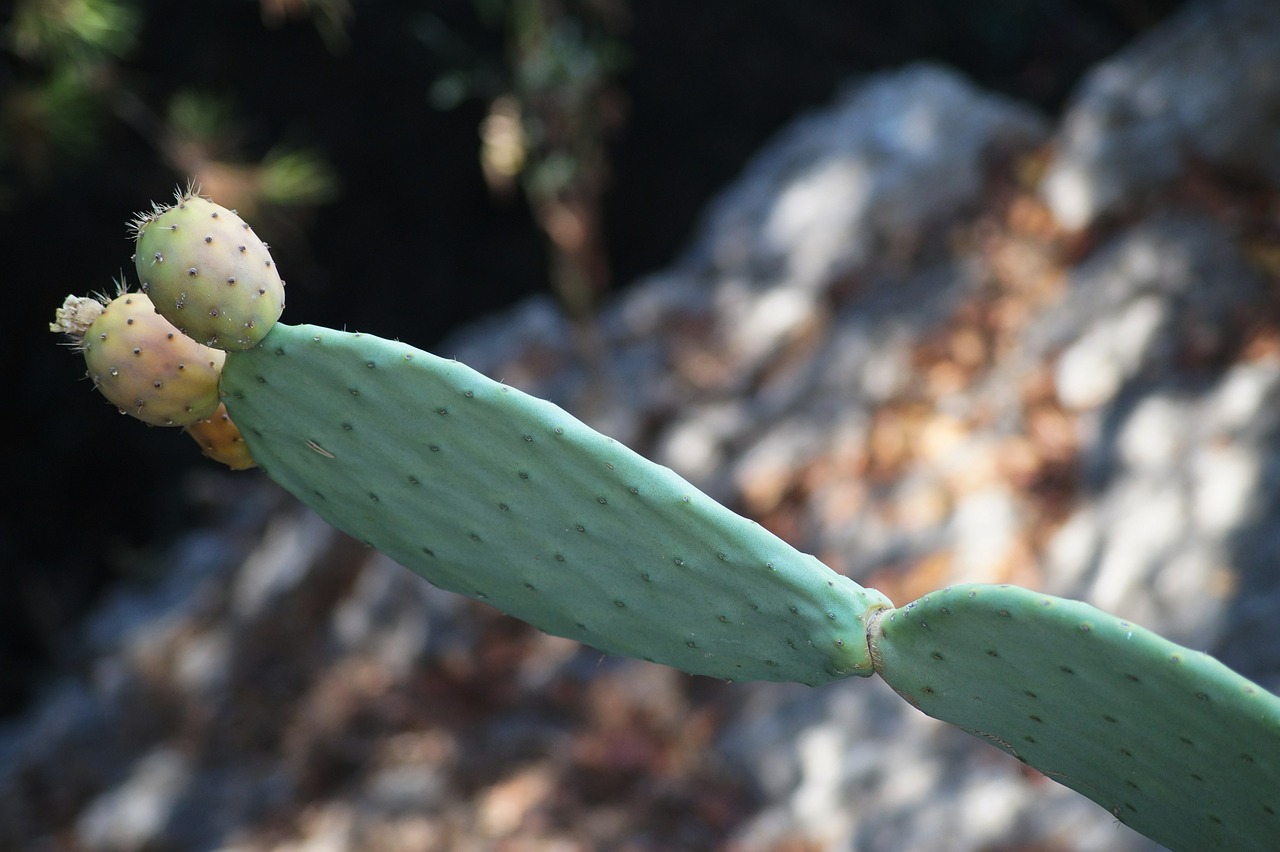 prickly pear cactus plant free photo