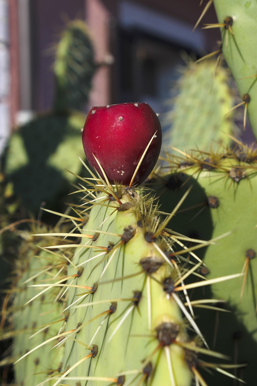 prickly pear cactus cactus greenhouse free photo