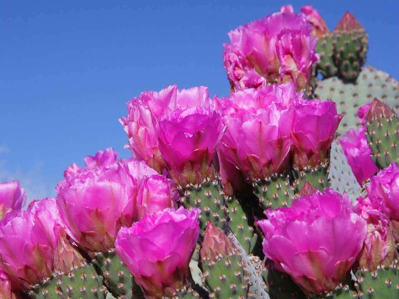 prickly pear flower succulent plant free photo