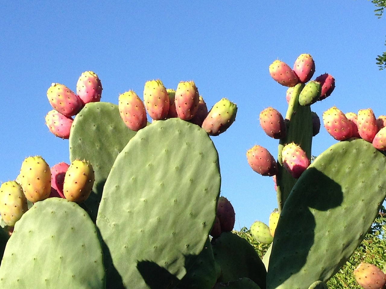 prickly pear fruits opuntia ficus indica free photo