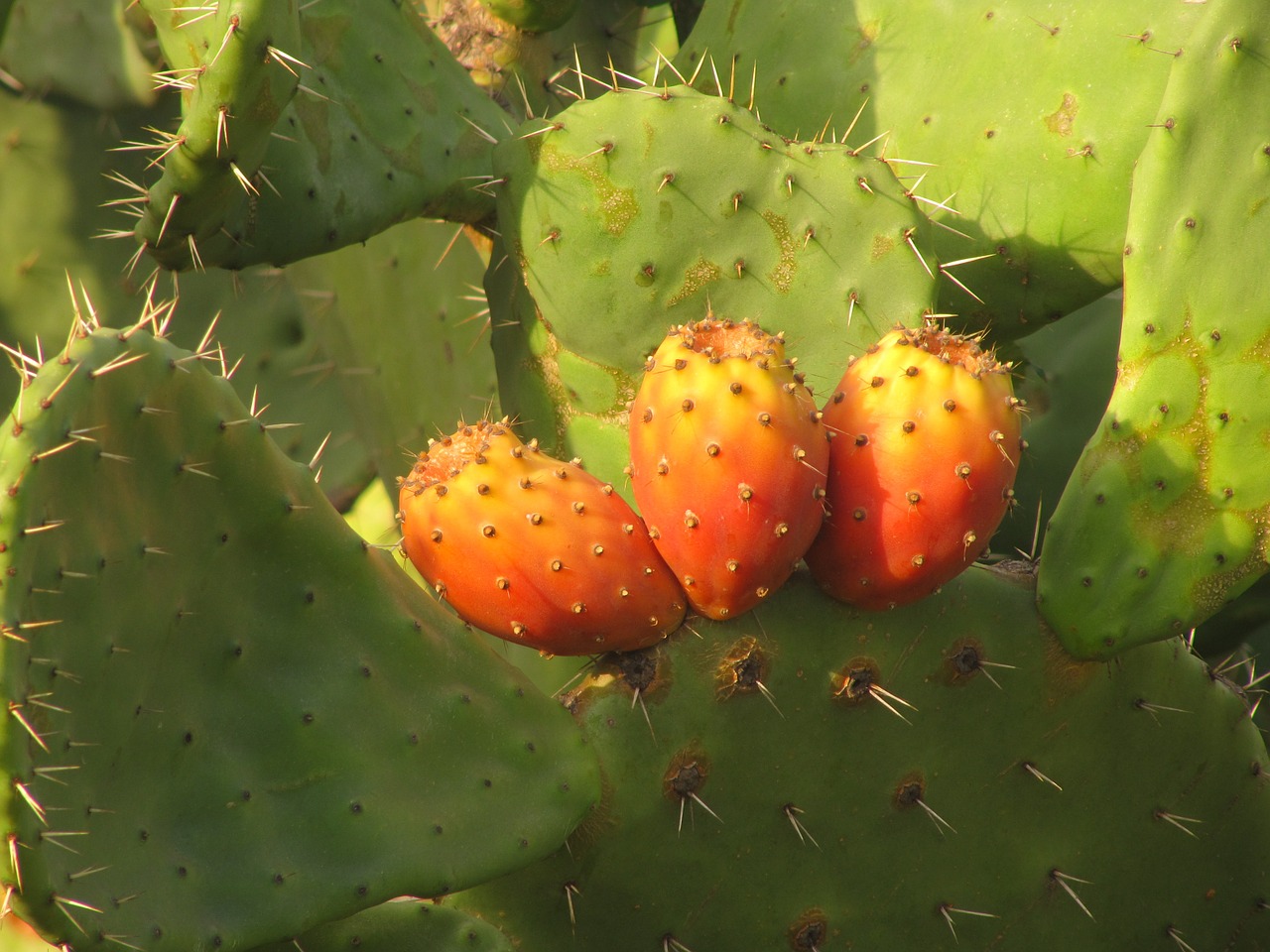 prickly pear cactus fruit free photo