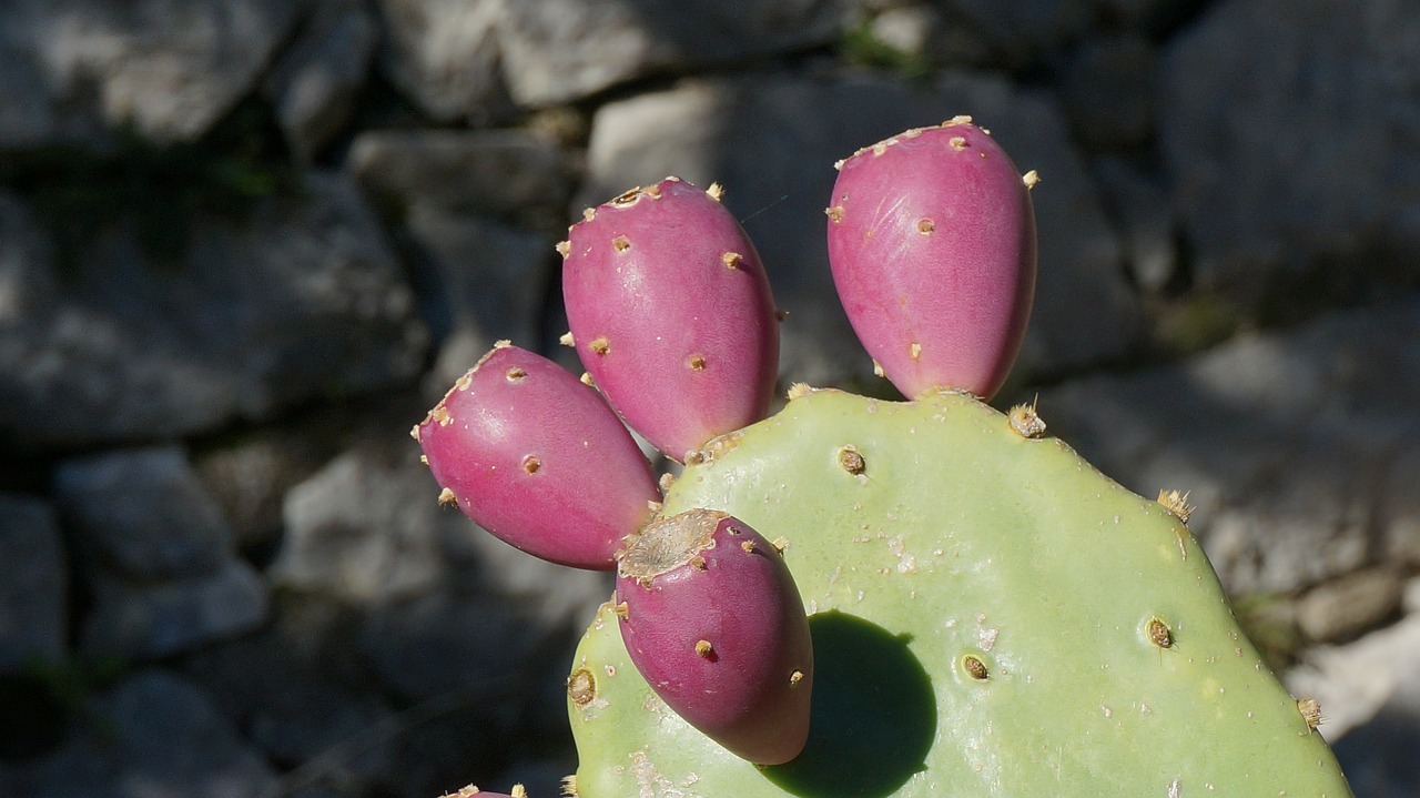 prickly pear plant the nature of the free photo