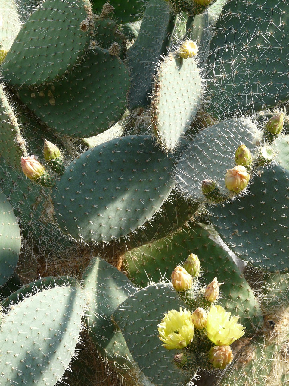prickly pear opuntia robusta cactus free photo