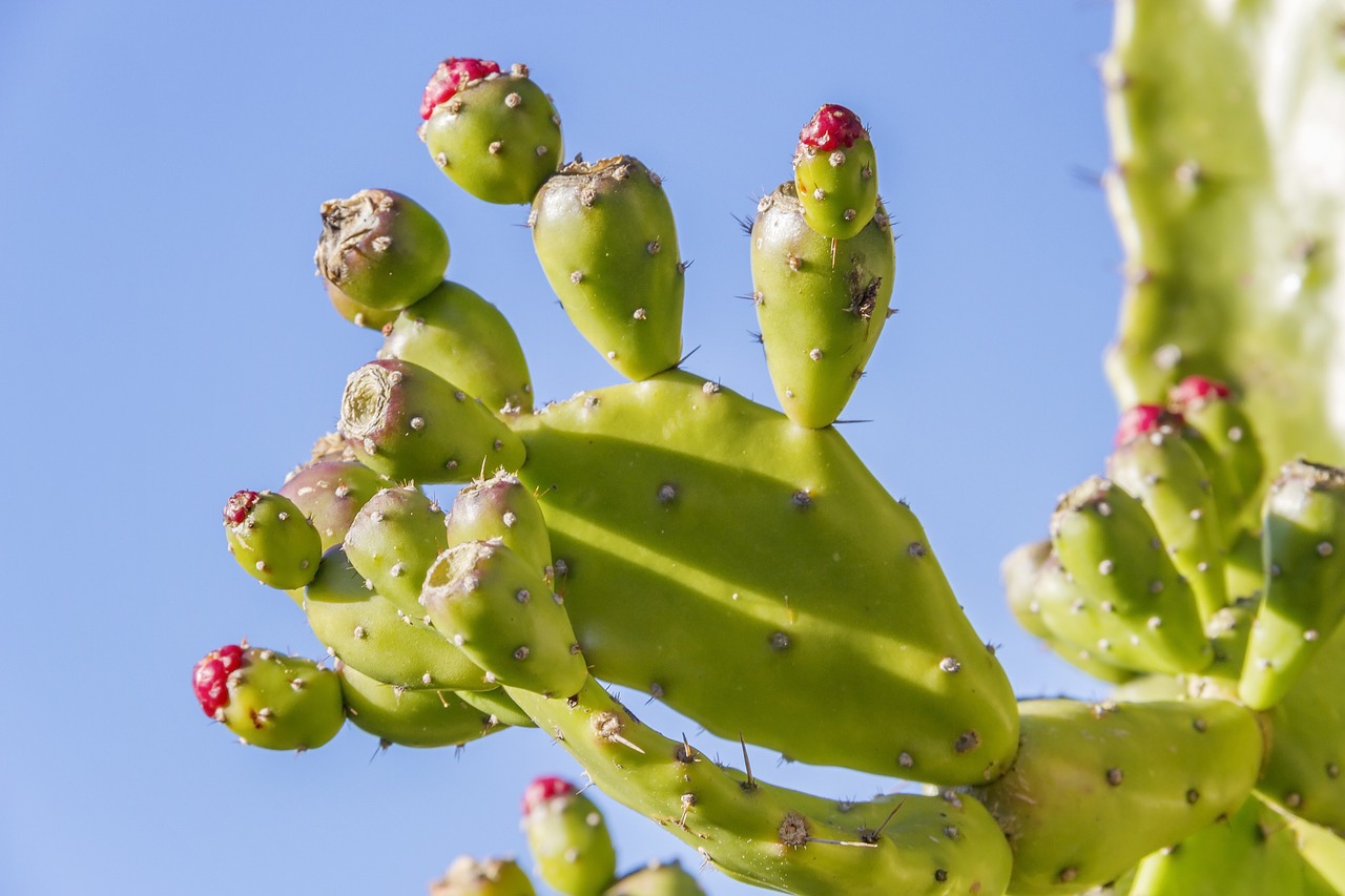 prickly pear opuntia fruit free photo