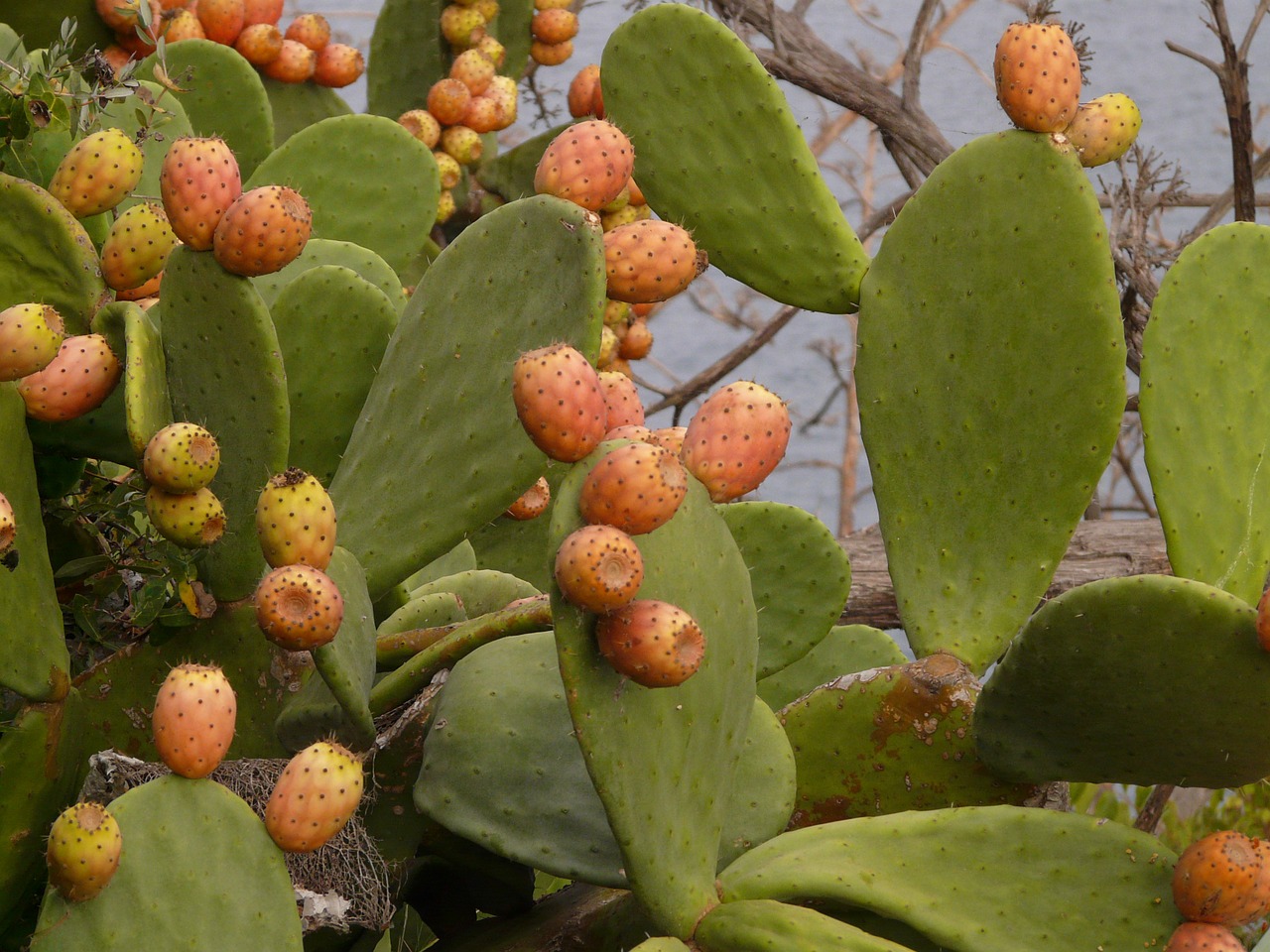 prickly pear cactus figs free photo