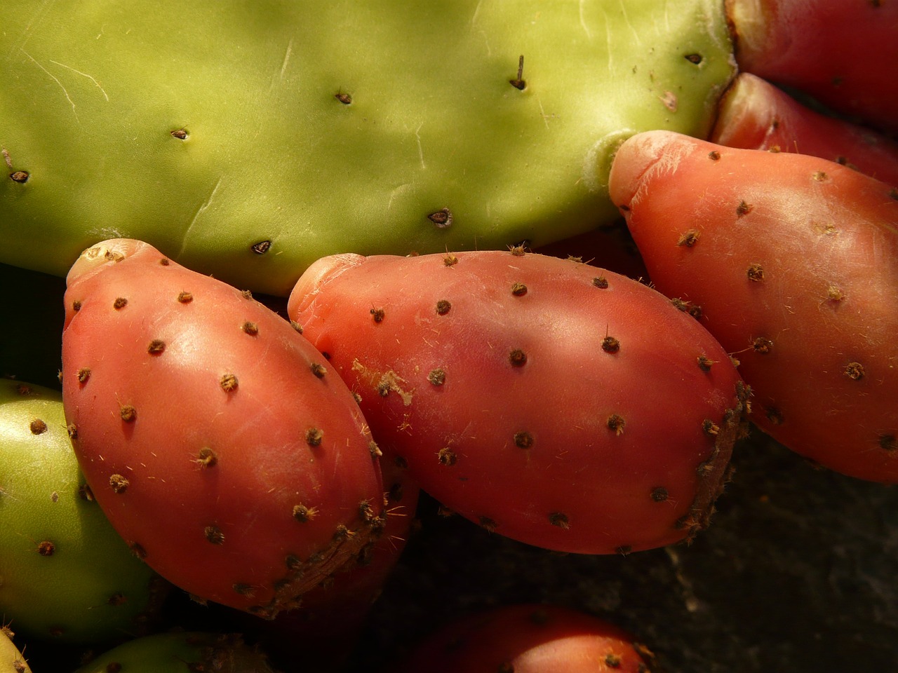 prickly pear cactus figs free photo
