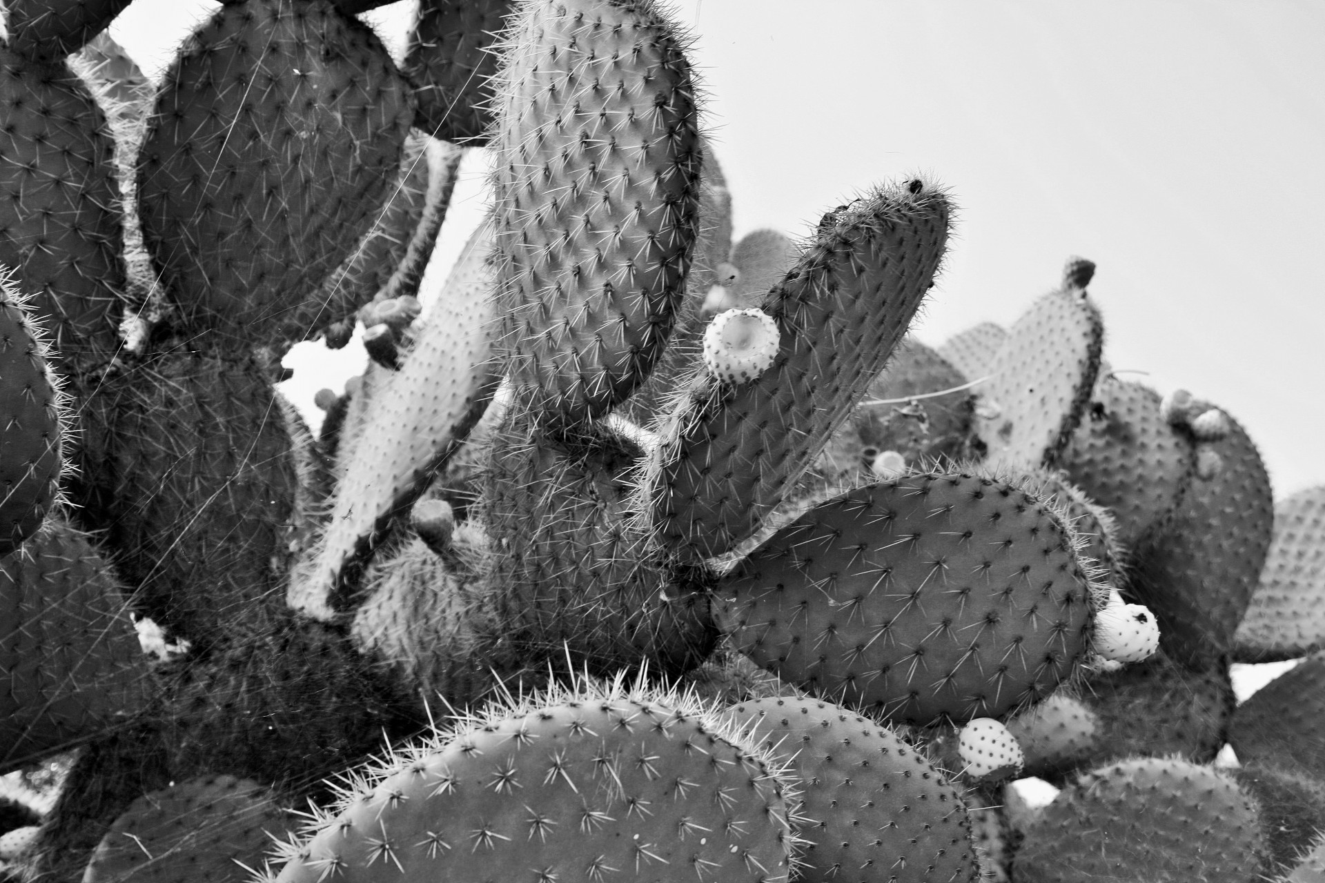 cactus succulent prickly pear free photo