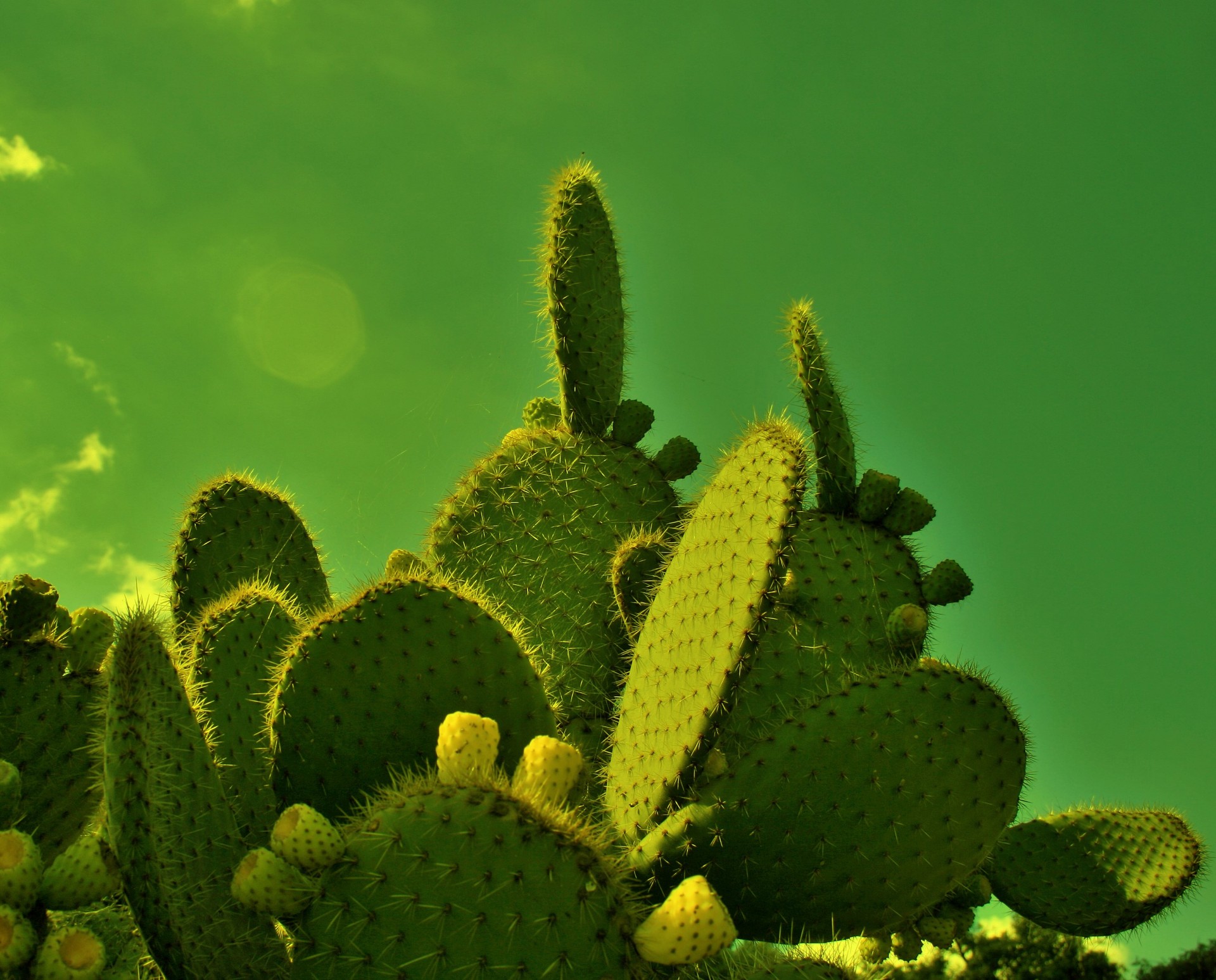 cactus succulent prickly pear free photo