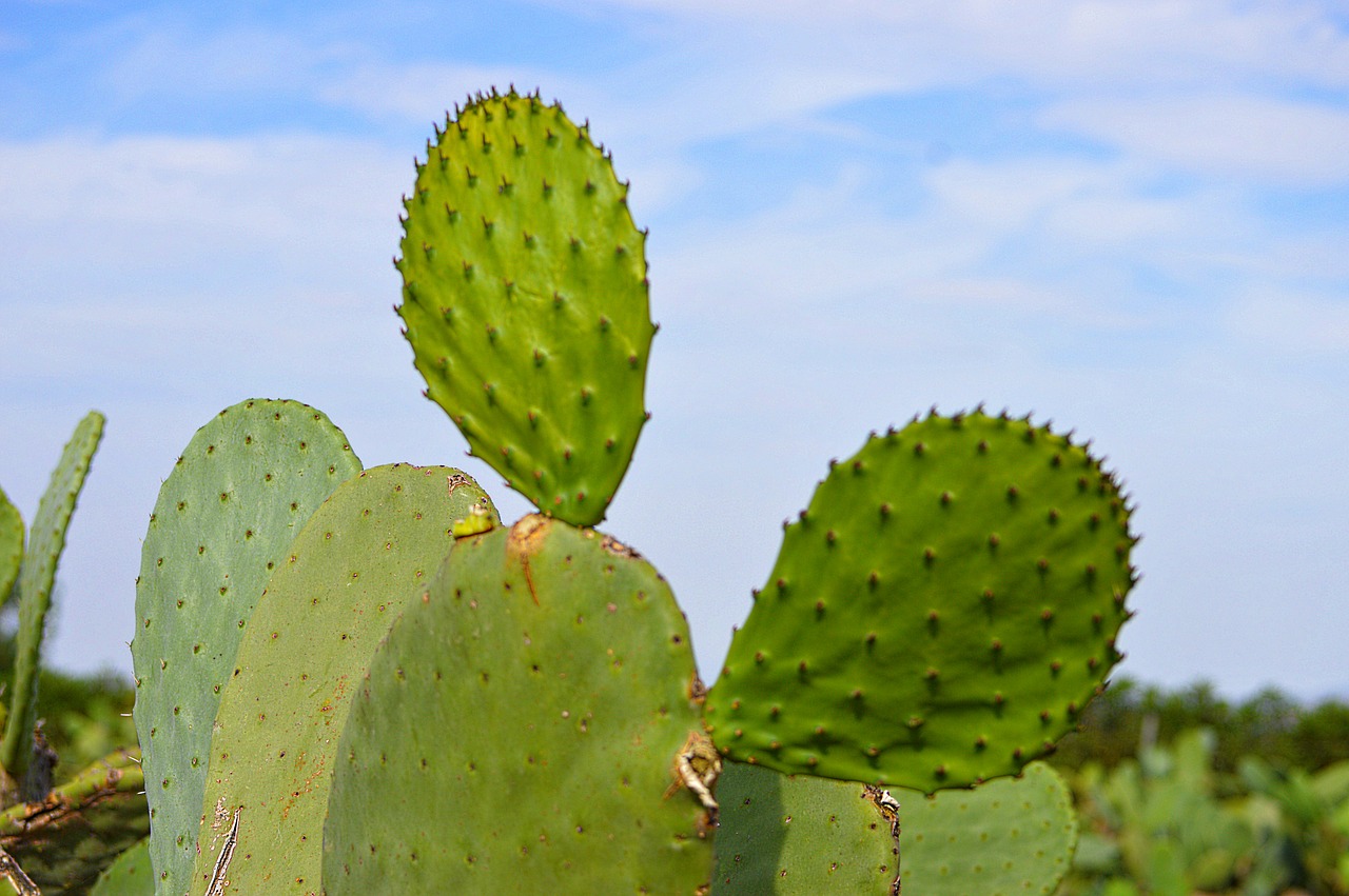 prickly pear cactus cactus skewers free photo