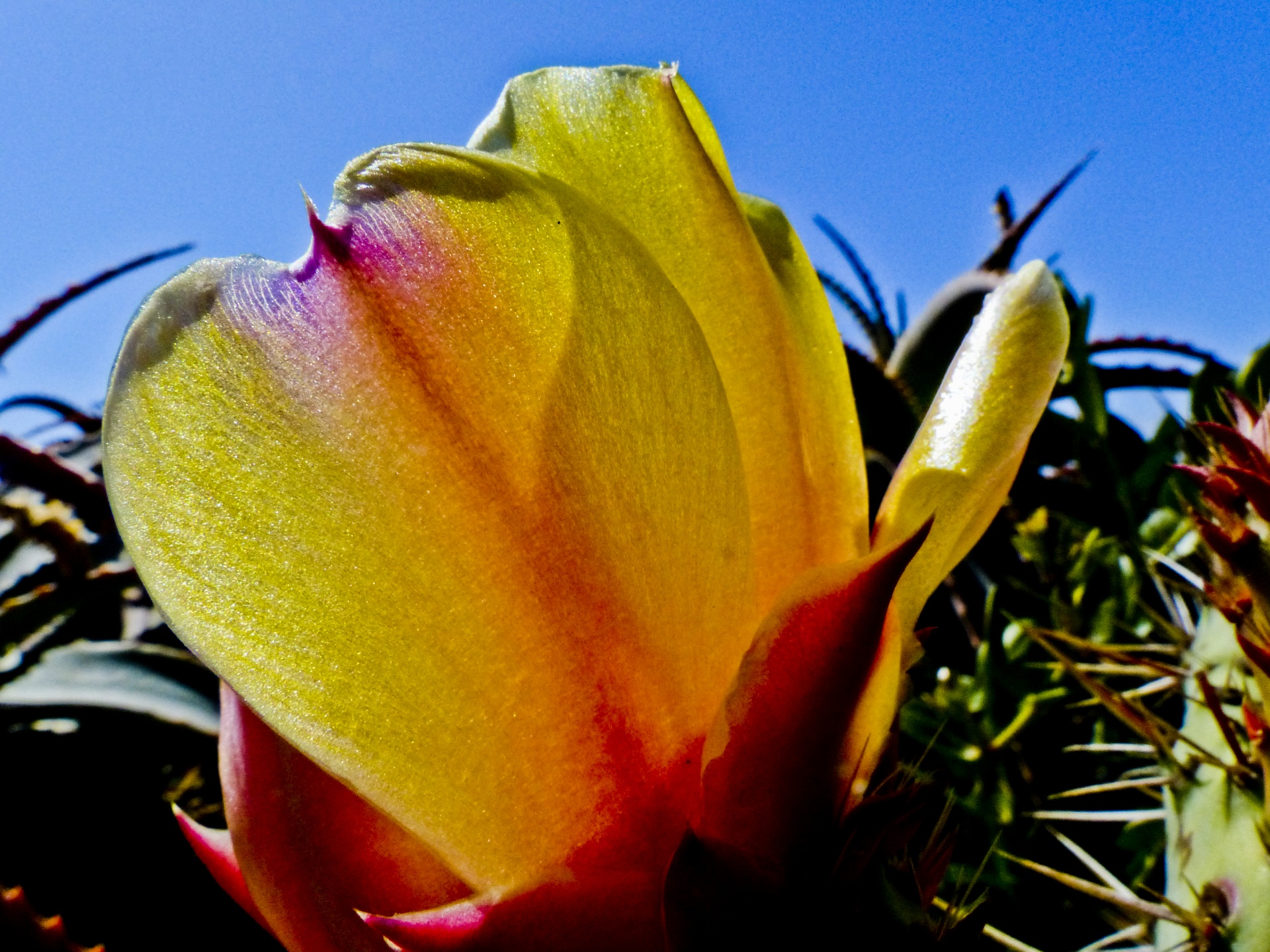 prickly pear cactus flower free photo