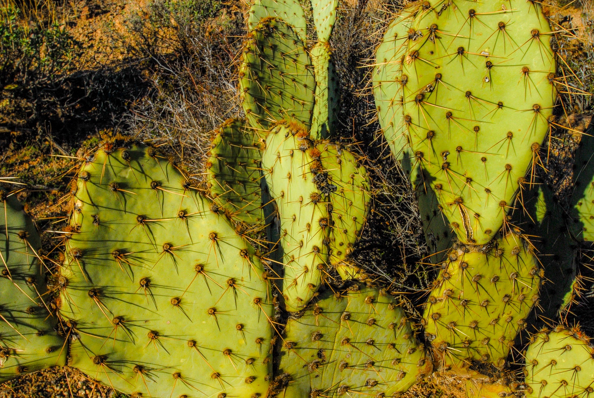 desert cactus prickly pear free photo