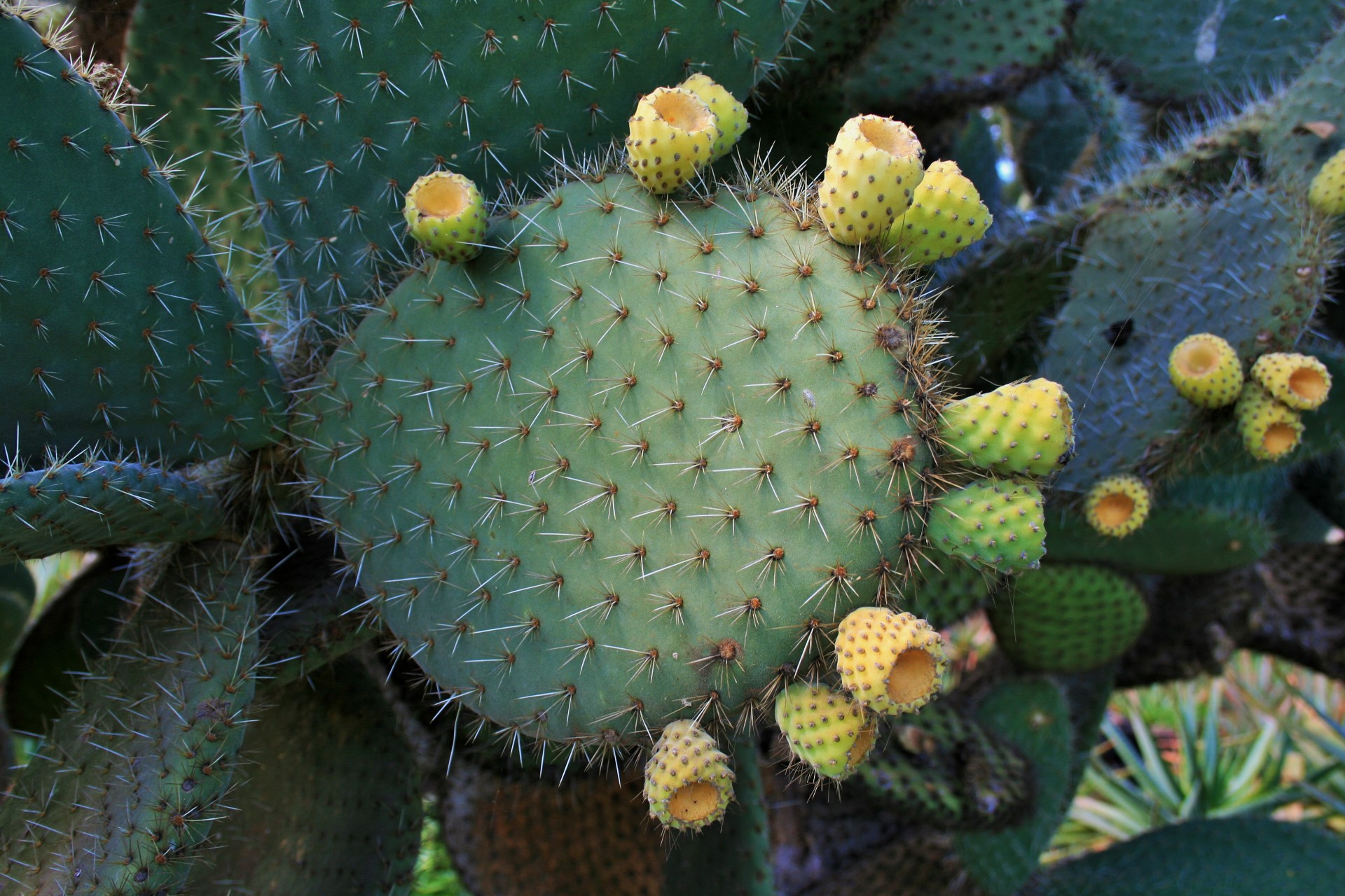 cactus succulent prickly pear free photo